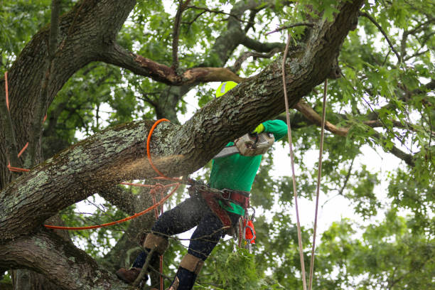 How Our Tree Care Process Works  in  Holiday Island, AR