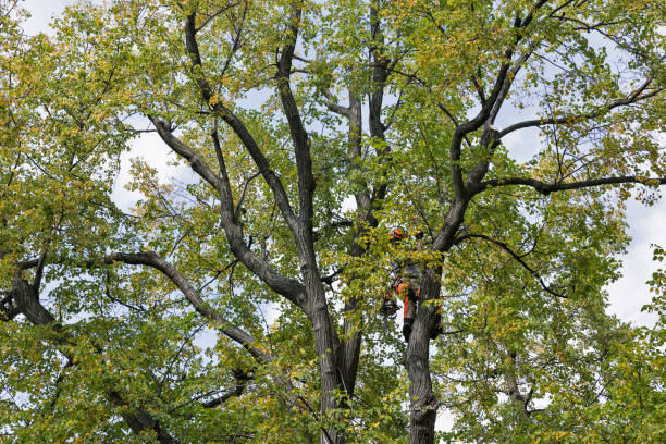 Trusted Holiday Island, AR Tree Services Experts